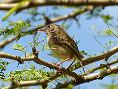 Atalotriccus pilaris