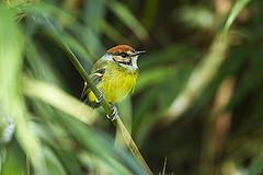 Poecilotriccus ruficeps