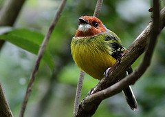 Poecilotriccus luluae