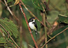 Poecilotriccus capitalis
