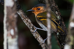 Poecilotriccus russatus