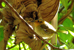 Poecilotriccus plumbeiceps