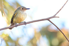 Poecilotriccus fumifrons
