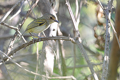 Poecilotriccus latirostris