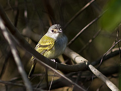 Poecilotriccus sylvia