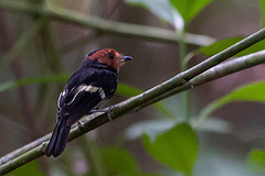 Taeniotriccus andrei