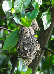 Todirostrum maculatum
