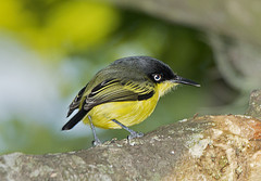 Todirostrum cinereum