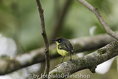 Todirostrum nigriceps