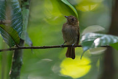 Cnipodectes subbrunneus