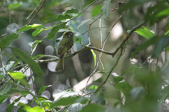 Rhynchocyclus brevirostris