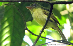 Rhynchocyclus olivaceus