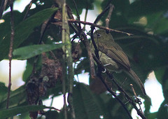 Rhynchocyclus pacificus
