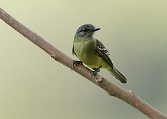 Tolmomyias assimilis