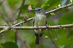 Tolmomyias poliocephalus