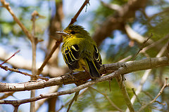 Tolmomyias flaviventris