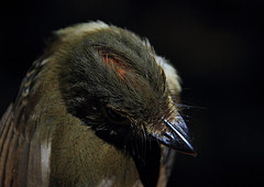 Platyrinchus saturatus