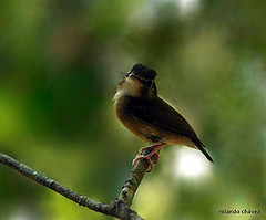 Platyrinchus cancrominus