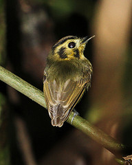 Platyrinchus coronatus