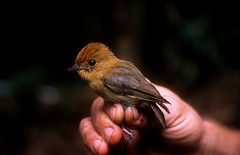 Platyrinchus flavigularis