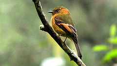 Pyrrhomyias cinnamomeus