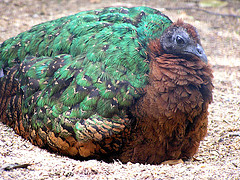 Afropavo congensis