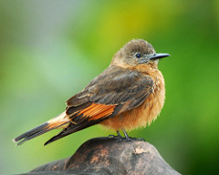 Hirundinea ferruginea