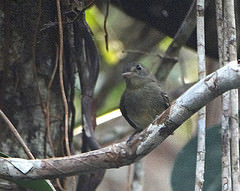 Lathrotriccus euleri