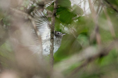 Lathrotriccus griseipectus