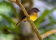 Aphanotriccus capitalis