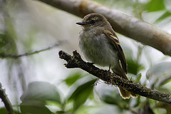 Cnemotriccus fuscatus