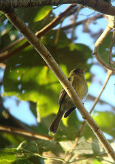 Mitrephanes olivaceus