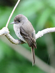 Contopus hispaniolensis