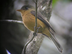 Contopus latirostris