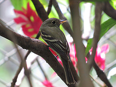 Empidonax virescens