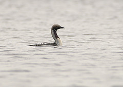 Gavia arctica