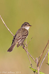 Empidonax traillii