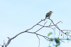 Empidonax alnorum