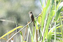 Empidonax albigularis