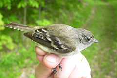 Empidonax minimus