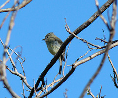 Empidonax hammondii