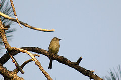 Empidonax oberholseri