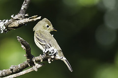 Empidonax difficilis