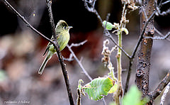 Empidonax occidentalis