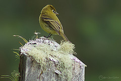 Empidonax flavescens
