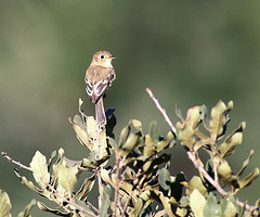 Empidonax fulvifrons