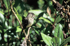 Empidonax atriceps