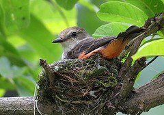 Pyrocephalus rubinus