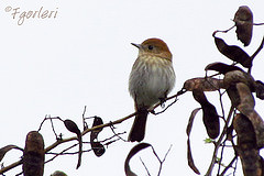 Knipolegus striaticeps