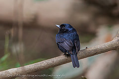 Knipolegus poecilocercus